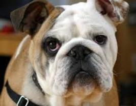 Bulldog