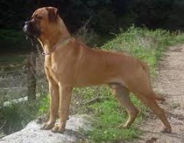 Bullmastiff