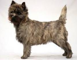 Cairn Terrier 