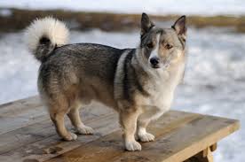 Corgi Husky Mix