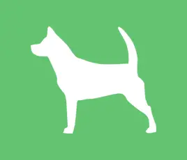 Norwegian Buhund Treeing Walker Coonhound Mix