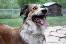 German Shepherd Collie Mix 