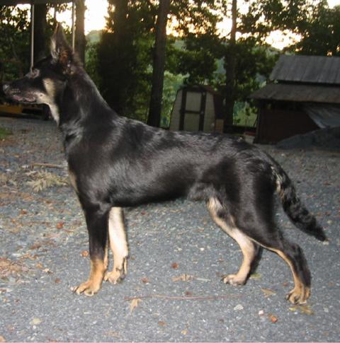 German Shepherd Doberman Mix