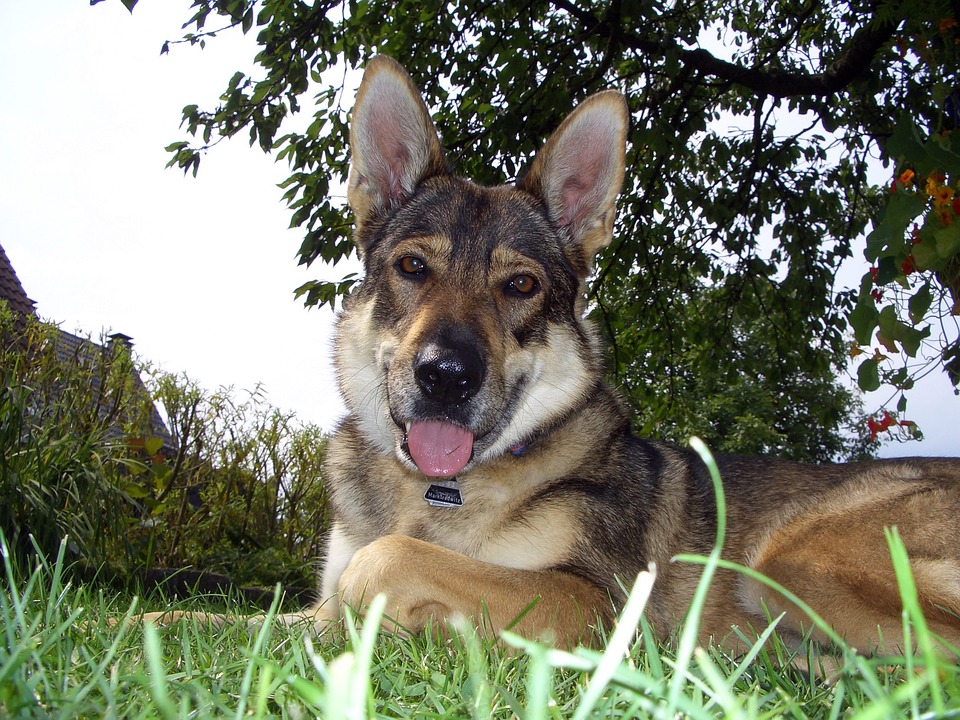 German Shepherd Wolf Mix