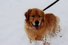 Golden Retriever Husky Mix