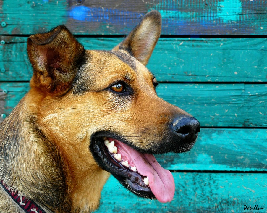 German Shepherd Greyhound Mix