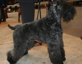 Kerry Blue Terrier