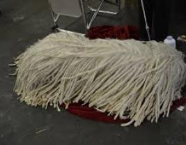 Komondor