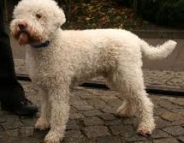 Lagotto Romagnolo