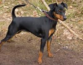 Miniature Pinscher