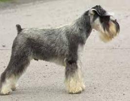 Miniature Schnauzer