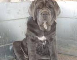 Neapolitan Mastiff