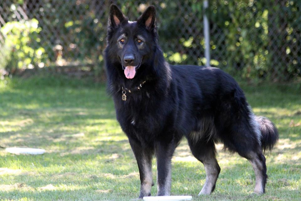 German Shepherd Newfoundland Mix