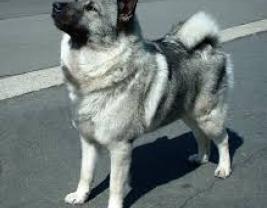 Norwegian Elkhound