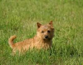 Norwich Terrier