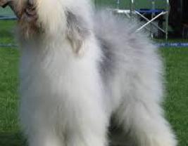 Old English Sheepdog 