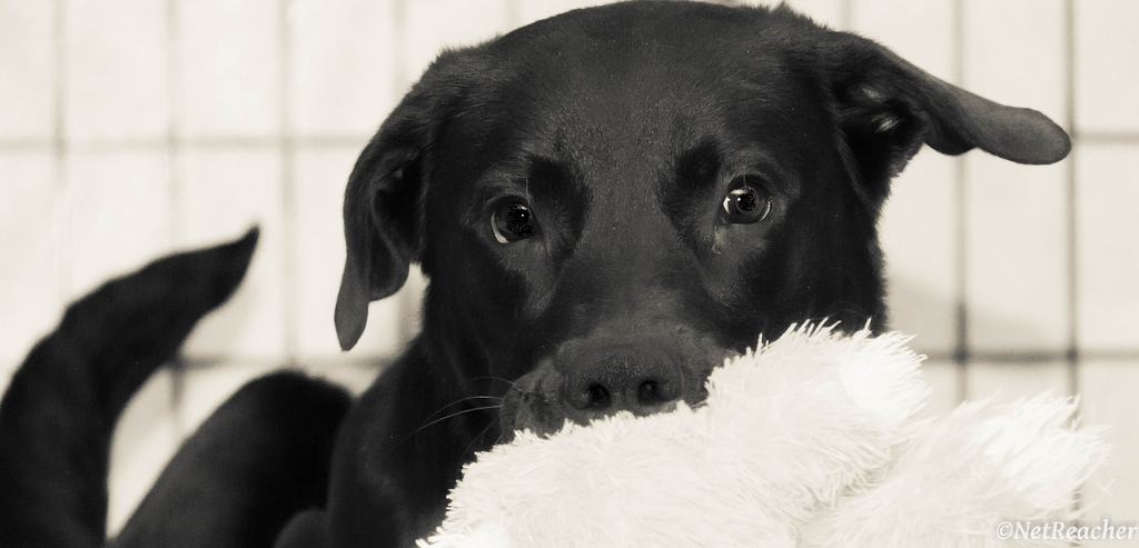 Pitbull Lab Mix