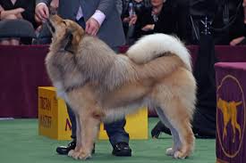 Tibetan Mastiff