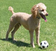 Toy Poodle