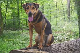 German Shepherd Weiner Dog Mix