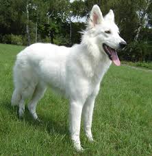 white german shepherd akita mix