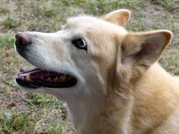 Husky Wolf Mix