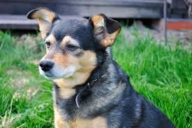 cattle dog and australian shepherd mix