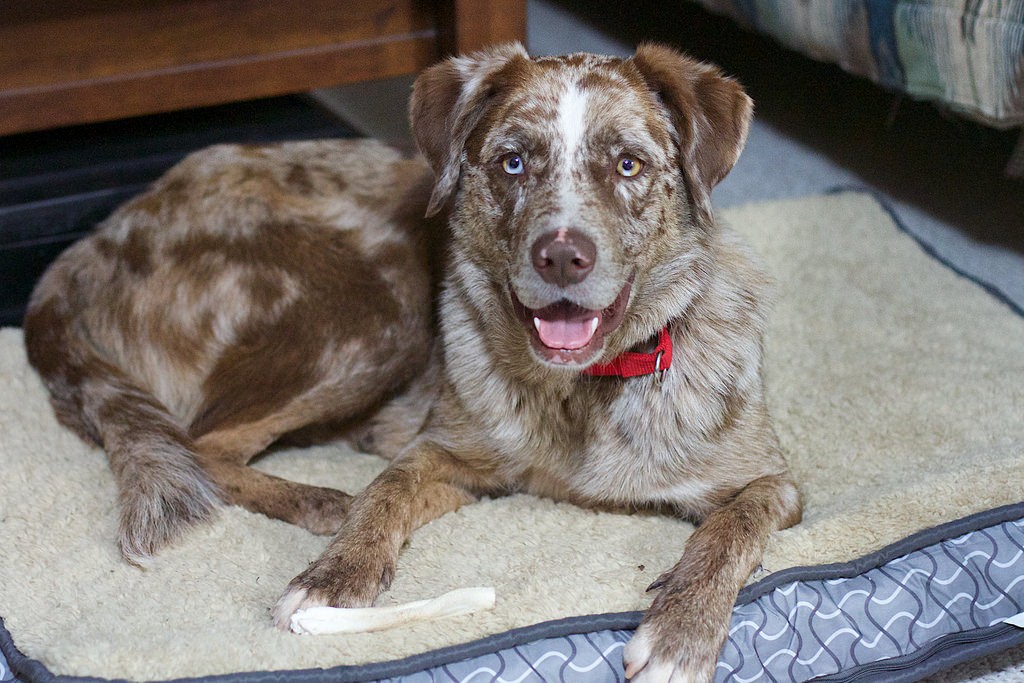 catahoula australian shepherd mix puppy