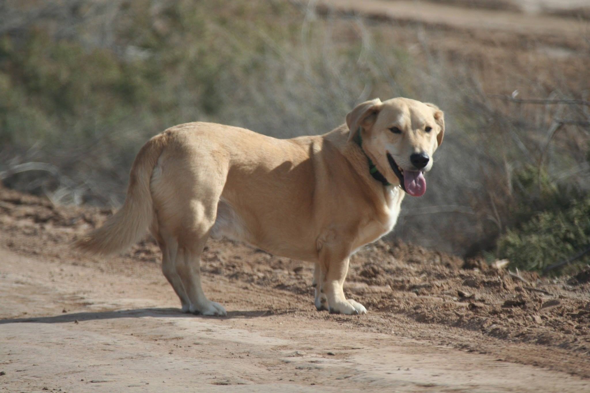 hound and retriever mix