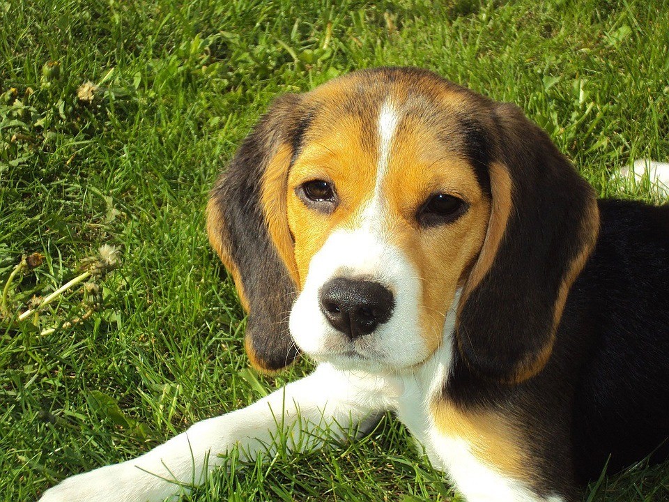 beagle dalmatian mix puppy