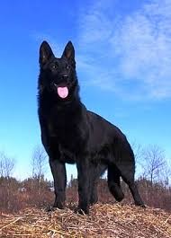 Black German Shepherd
