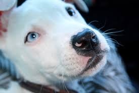 baby blue nose