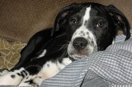 dalmatian and border collie mix