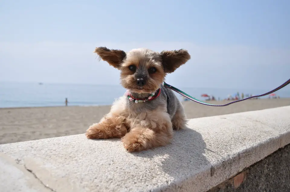a poodle mixed with a chihuahua