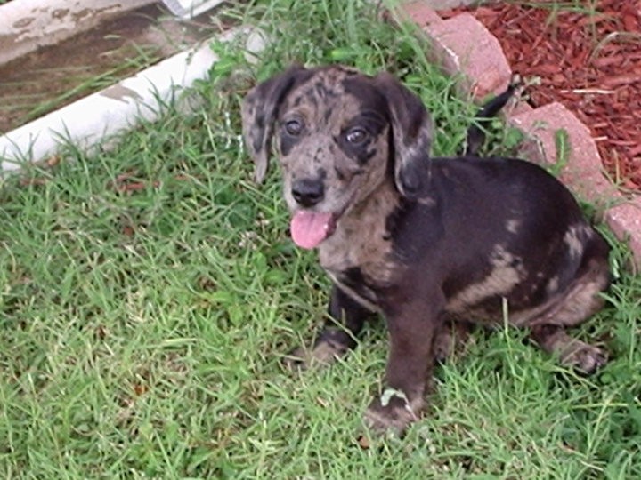 pitbull weiner dog mix for sale