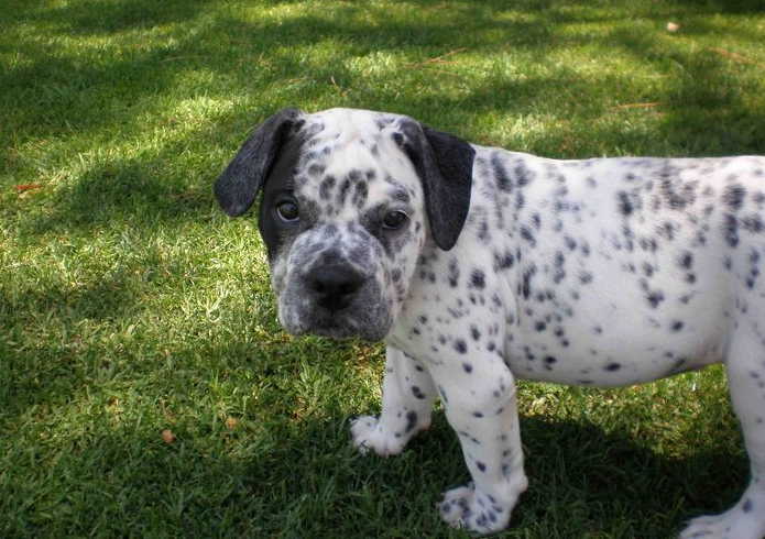 English Bulldog Dalmatian Mix 