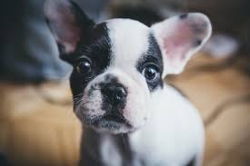 french bulldog cross boston terrier for sale