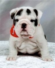 French Bulldog Dalmatian Mix | Shop for 