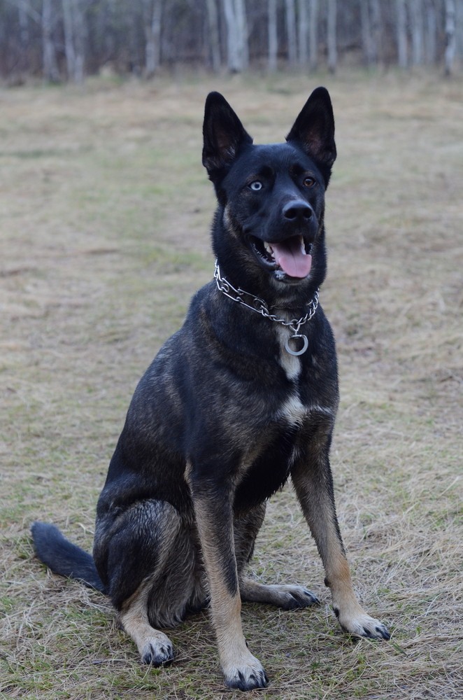 mixed breed husky and german shepherd