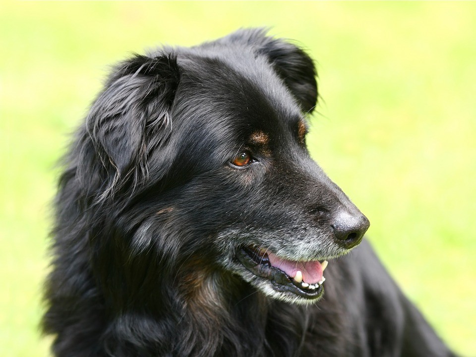 rottweiler and golden retriever mix