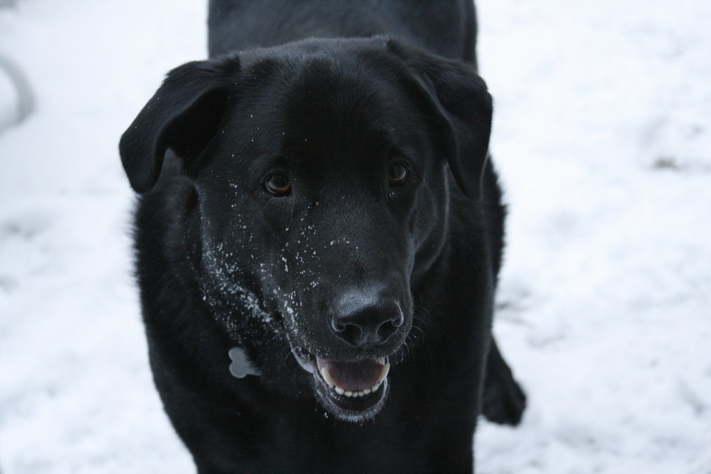 newfoundland dog mixed with lab