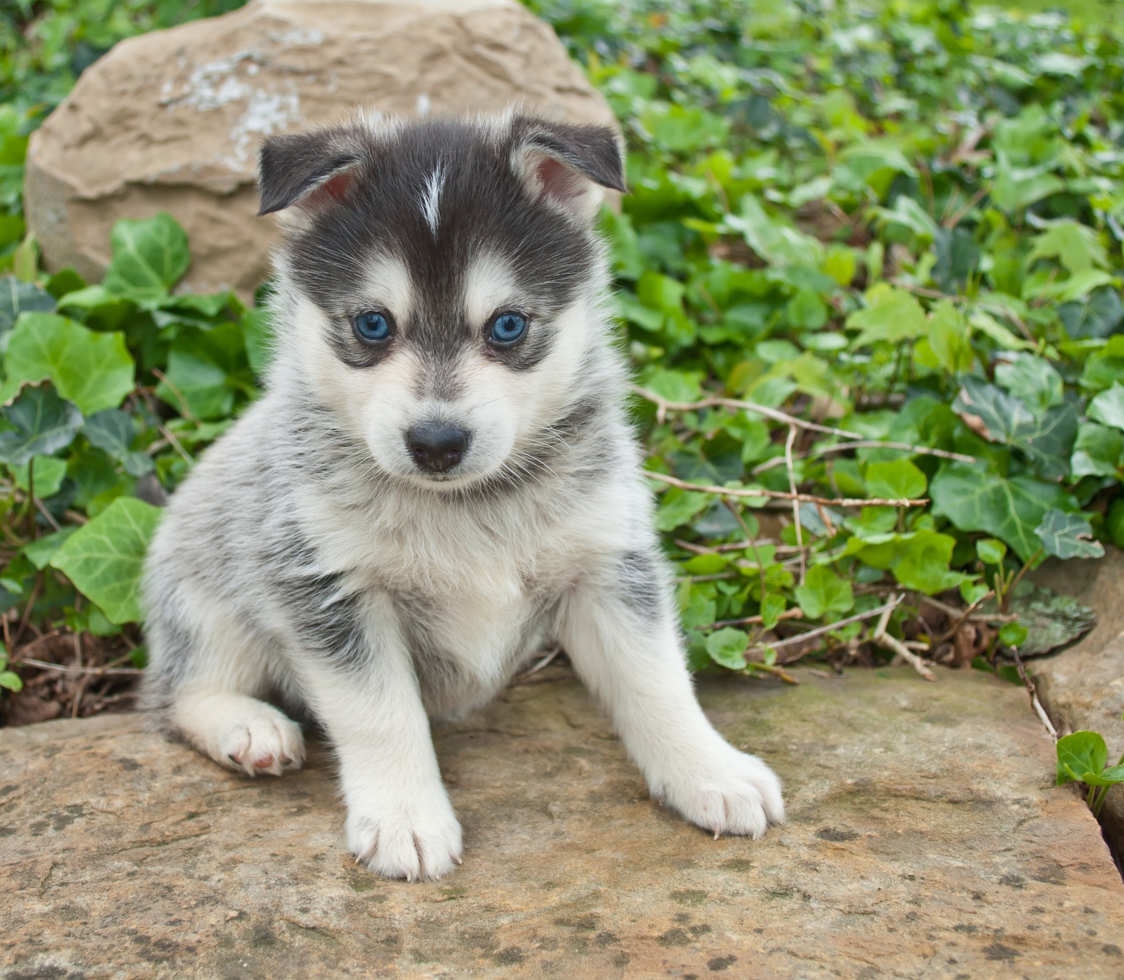 pomeranian husky mix puppies for sale