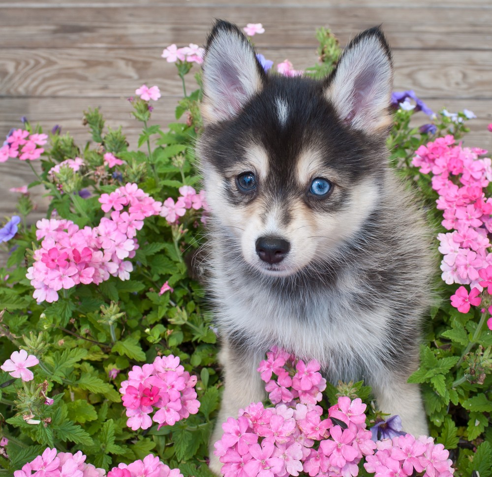 pomeranian and husky