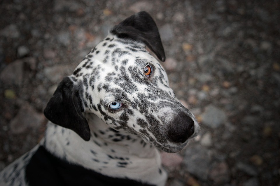 dalmation poodle cross