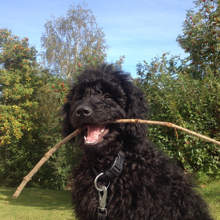 standard poodle lab mix