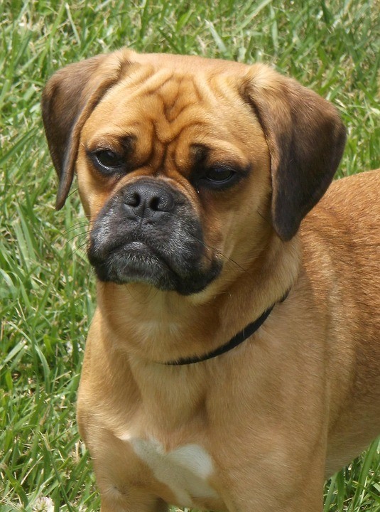 labrador pug mix