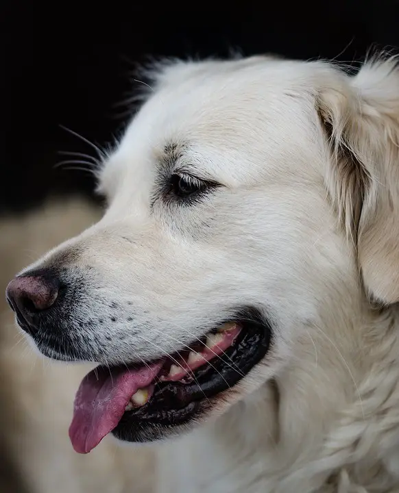 great pyrenees and yellow lab mix