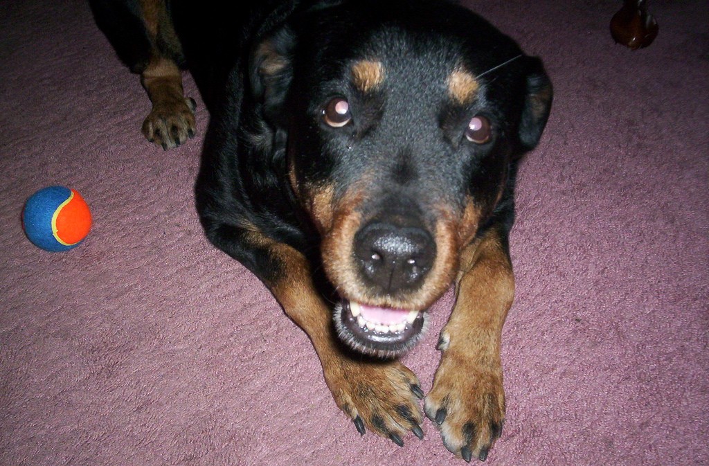 rottweiler and chocolate lab mix