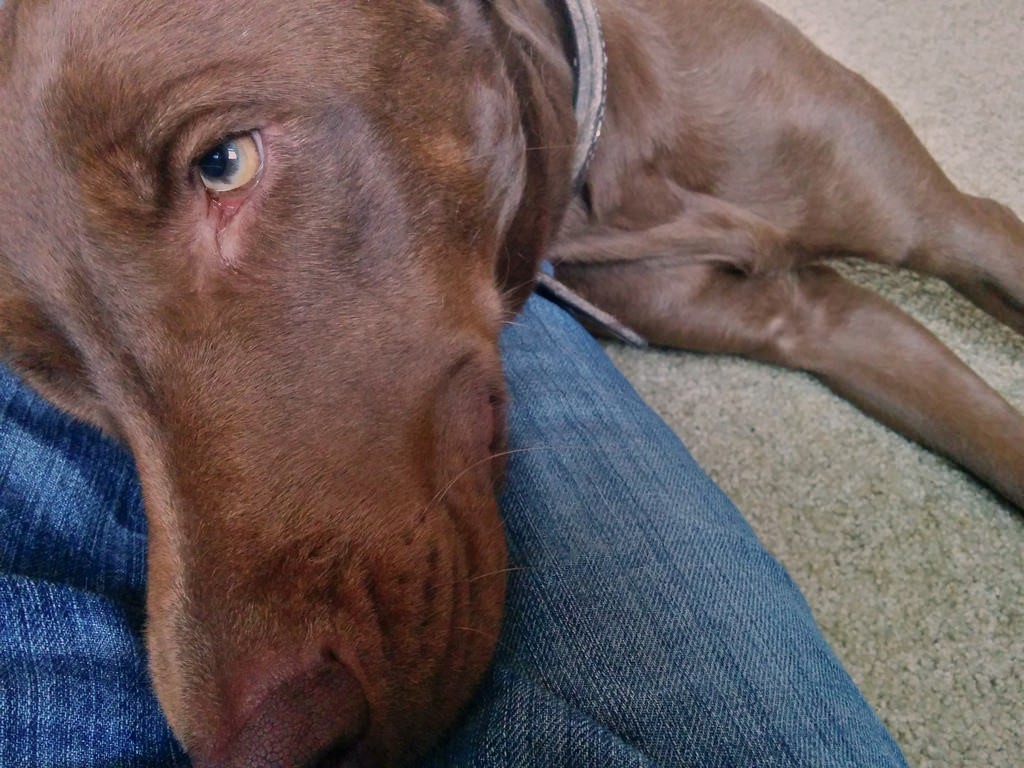 chocolate lab weimaraner mix